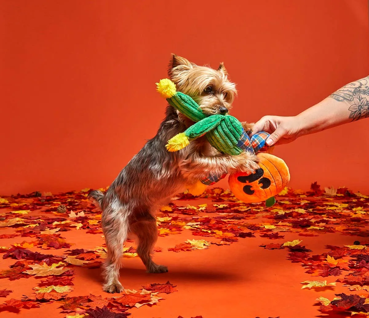 BARK Ol' Pumpkin Patches Plush Dog Toy