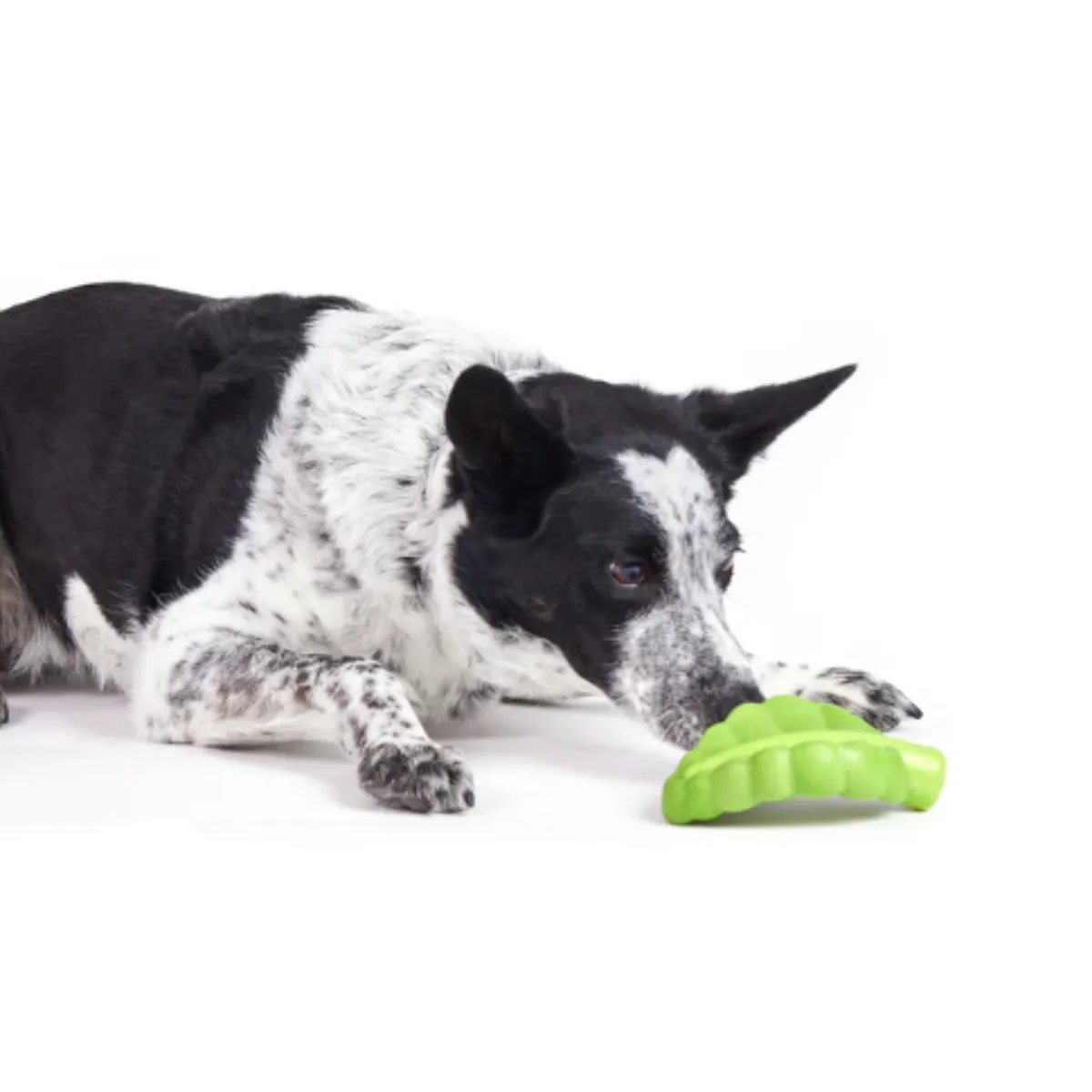 Bark Super Chewer Take or Leaf Dog Toy