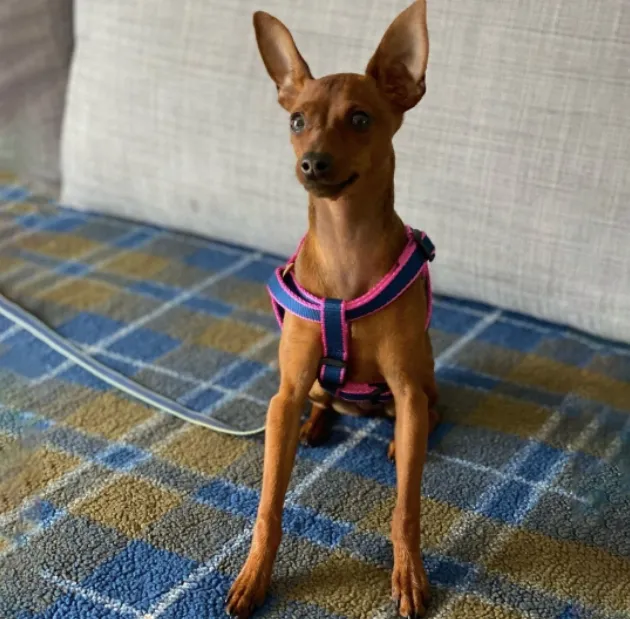 Harness | Navy & Pink