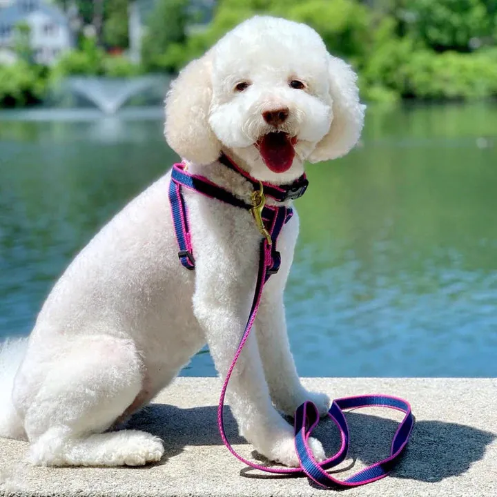 Harness | Navy & Pink