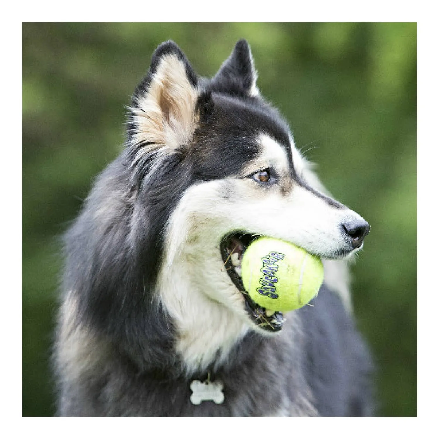 KONG AirDog Tennis Ball Squeaker Dog Toy - Size Extra Large