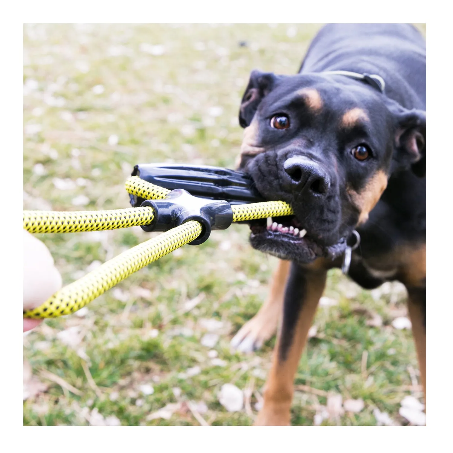 KONG Jaxx Infinity Tug Dog Toy Large