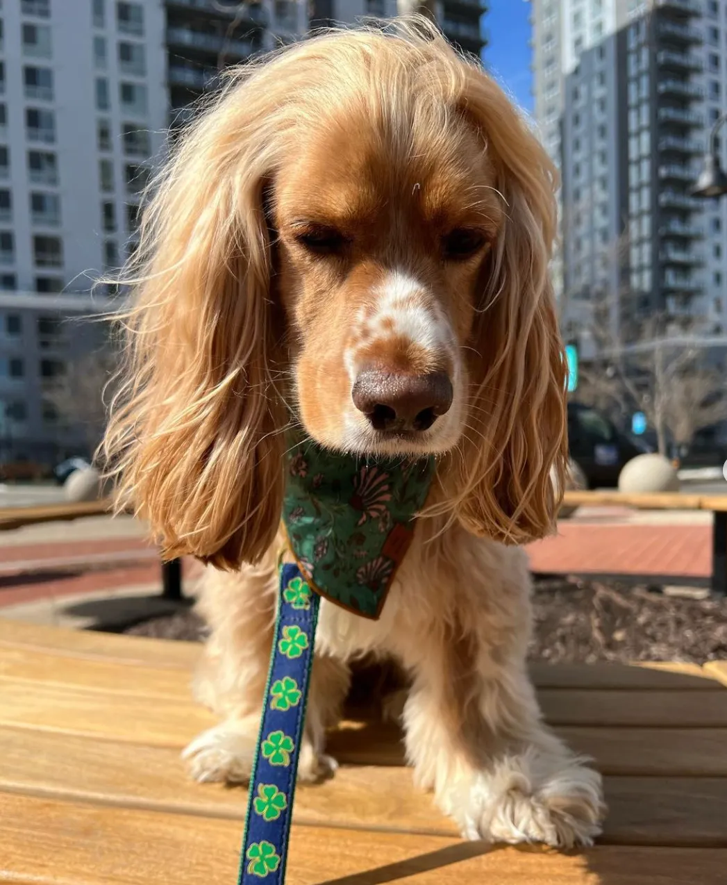 Leash | Navy Clover