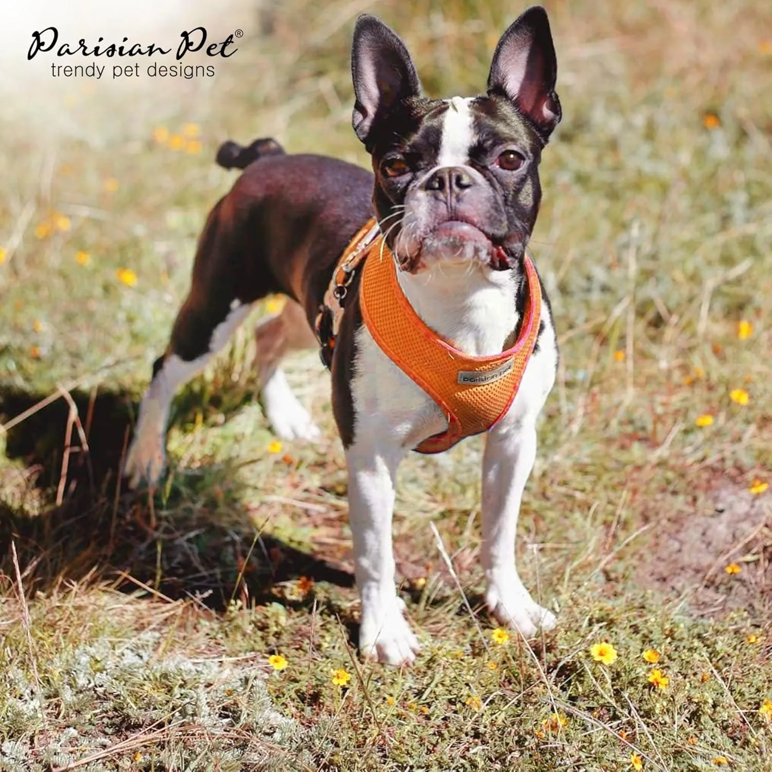 Parisian Pet Orange Dog Harness - AdjustableDog Vest Harness - Soft Padded, No Pull Dog Harness Medium-Sized Dog - Cooling Dog Harness for Walking, Running, and Hiking - M