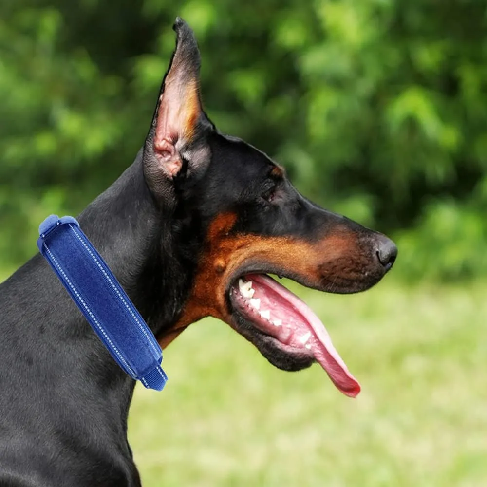 Tactical Dog Collar with Heavy Duty Metal Buckle and Control Handle for Medium Large Dogs Training(Bright Blue, Large)