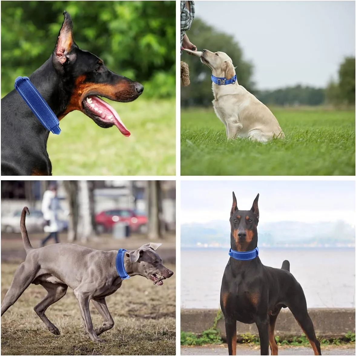 Tactical Dog Collar with Heavy Duty Metal Buckle and Control Handle for Medium Large Dogs Training(Bright Blue, Large)