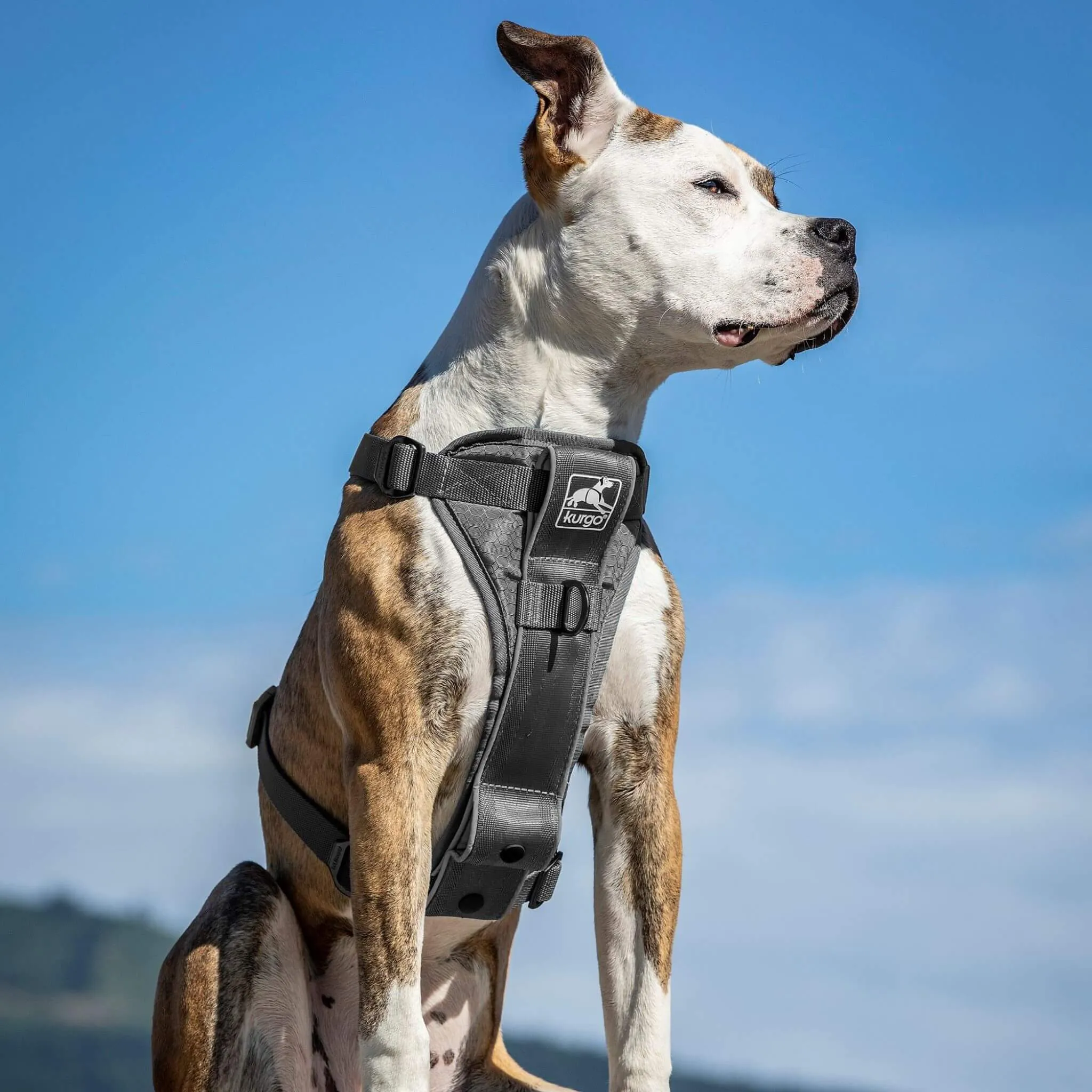 Tru-Fit Smart Dog Harness