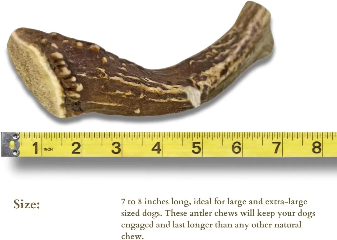 WhiteTail Naturals - Deer Antlers for Large Dogs - (1 Pack - Extra Large) - All Natural Dog Antler- Naturally Shed, Long Lasting Chew Bone, Crafted in USA for Aggressive Chewers