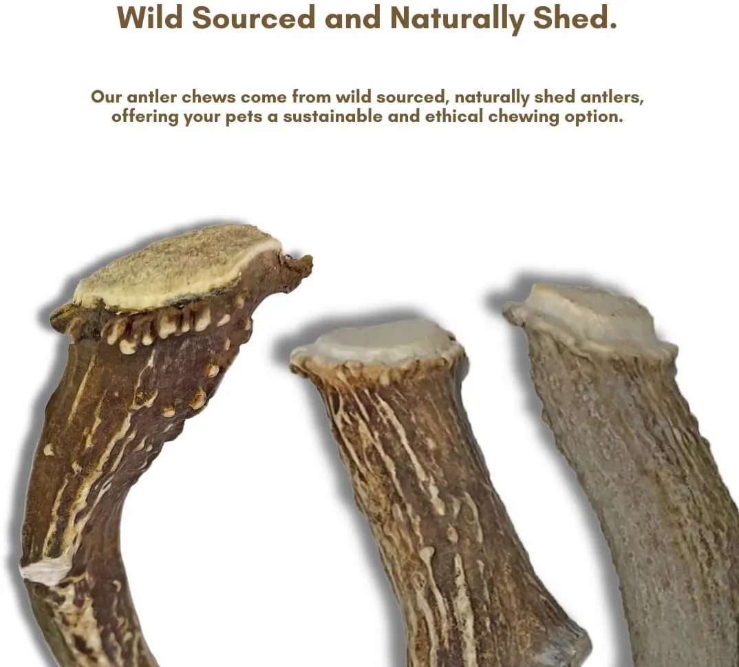 WhiteTail Naturals - Deer Antlers for Large Dogs - (1 Pack - Extra Large) - All Natural Dog Antler- Naturally Shed, Long Lasting Chew Bone, Crafted in USA for Aggressive Chewers