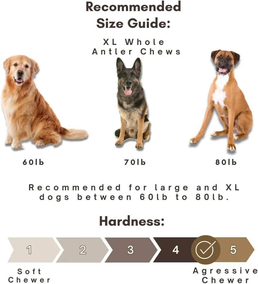 WhiteTail Naturals - Deer Antlers for Large Dogs - (1 Pack - Extra Large) - All Natural Dog Antler- Naturally Shed, Long Lasting Chew Bone, Crafted in USA for Aggressive Chewers