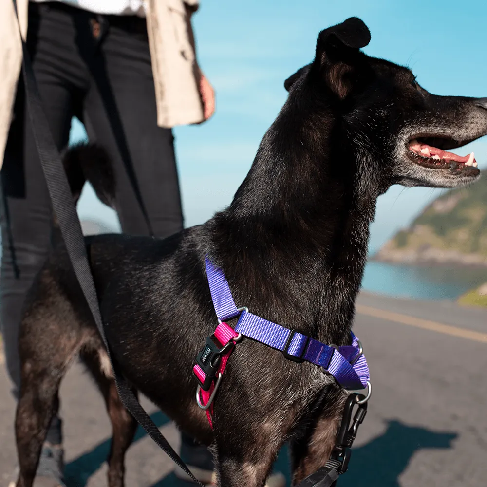 Zee.Dog Vega Soft-Walk Harness