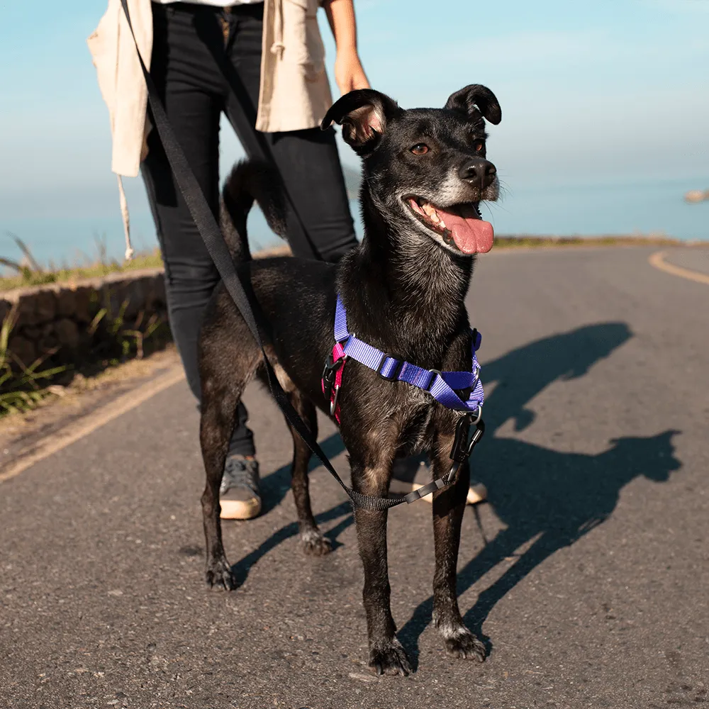 Zee.Dog Vega Soft-Walk Harness