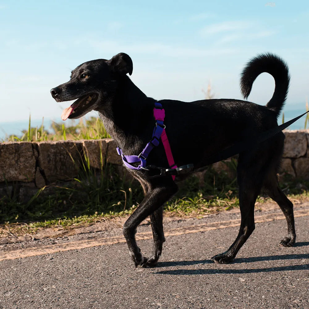 Zee.Dog Vega Soft-Walk Harness